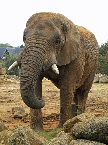 Elephants photo